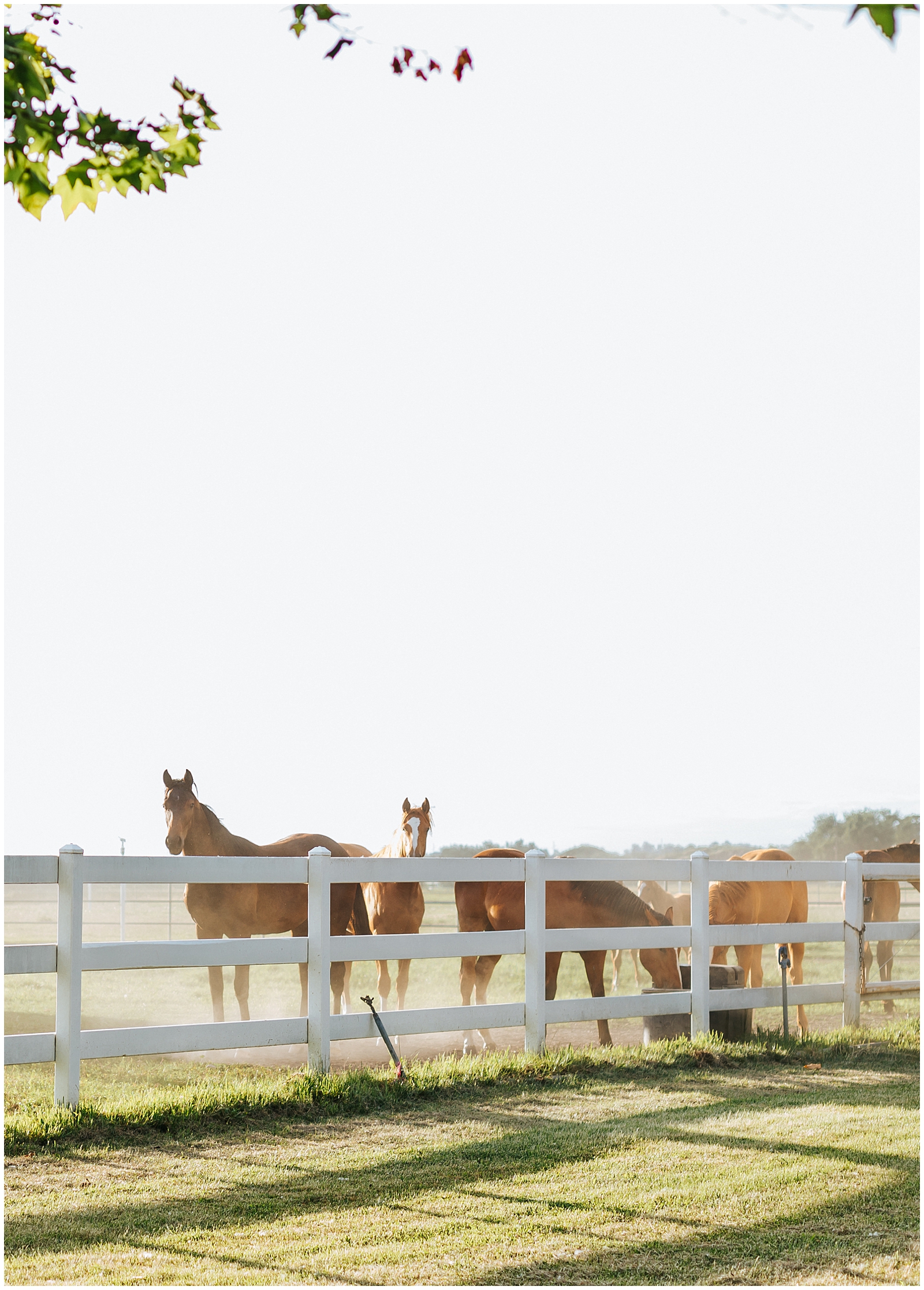 Horses on ranch at White Willow Estate Wedding in Star, Idaho along the Boise River