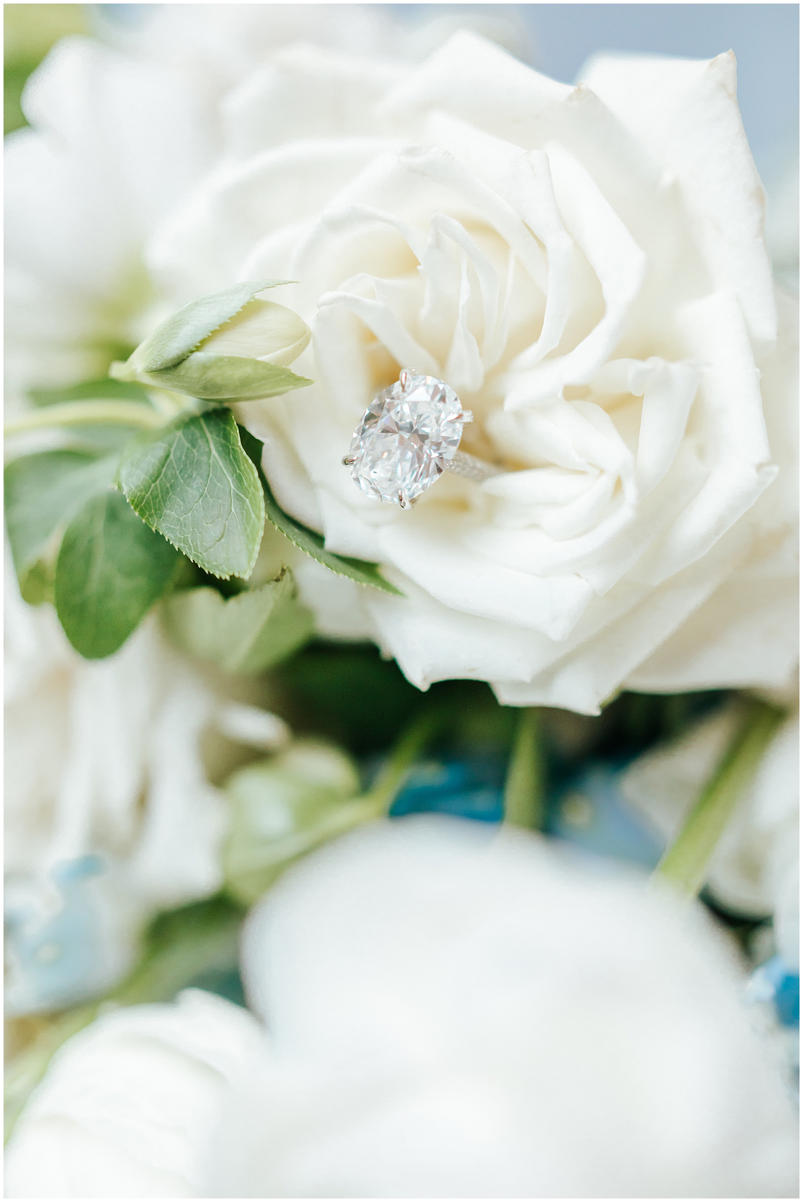 10 carat engagement ring macro photo in white rose